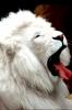 Sleepy White Lion - iPhone
